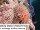 A sunflower sea star may be about to snack on some sea urchins in California. Brent Durand/Moment via Getty Images